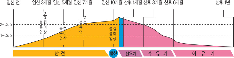 바스트의 변화